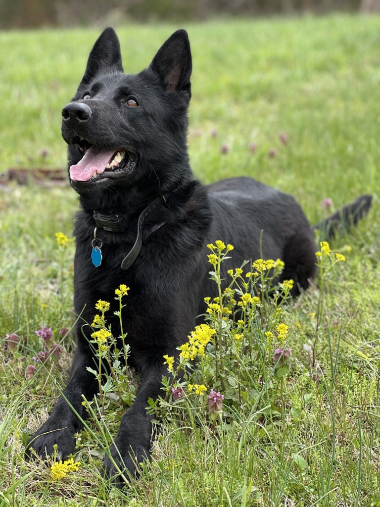 Logo for Bluegrass Country German Shepherds