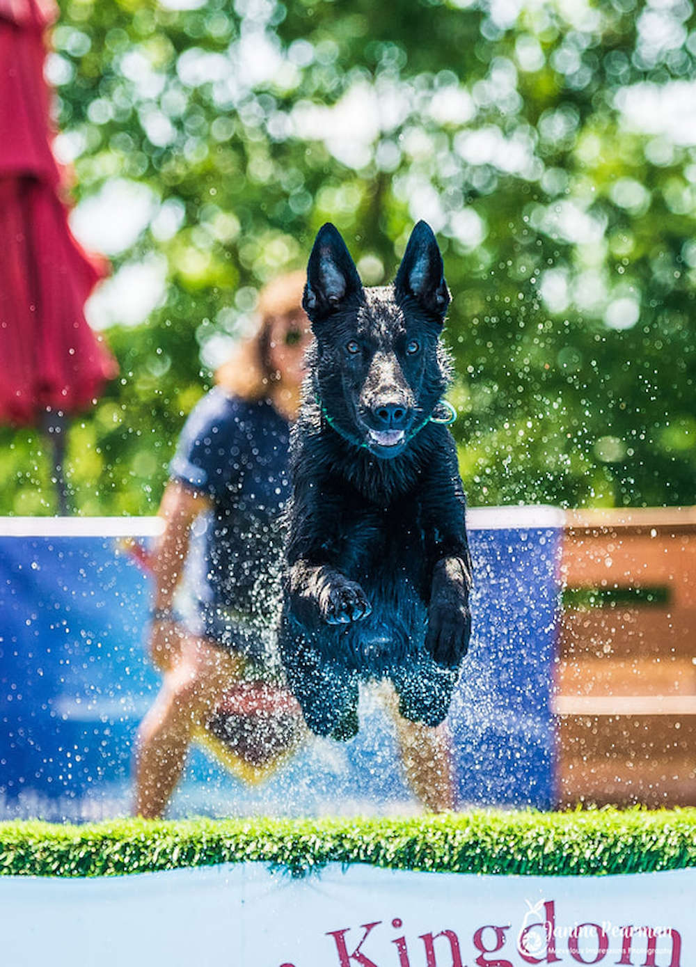 Logo for Camelot German Shepherds